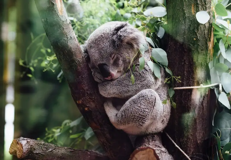 Koala Sanctuary