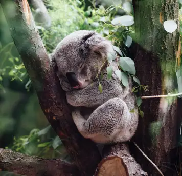 Koala Sanctuary