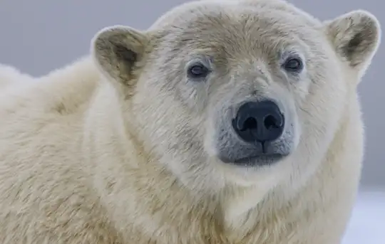 Polar Museum