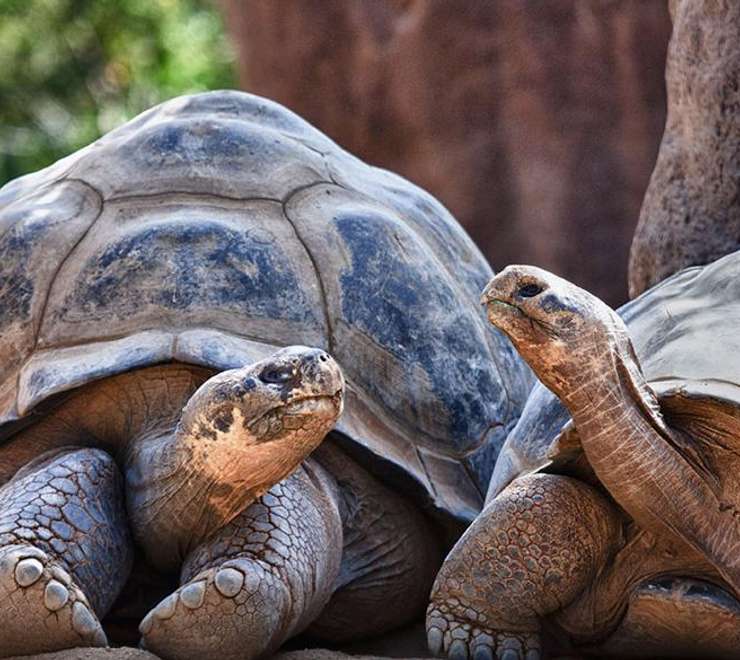 San Diego Zoo 