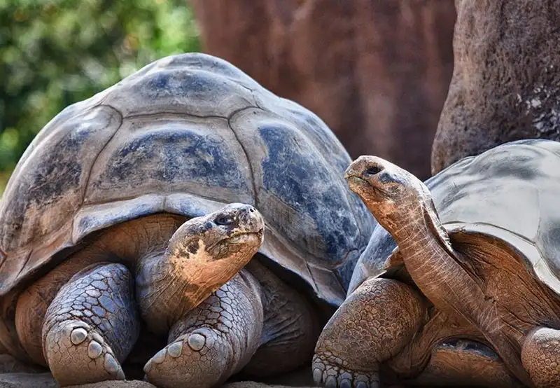 San Diego Zoo 