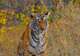 Ranthambore National Park