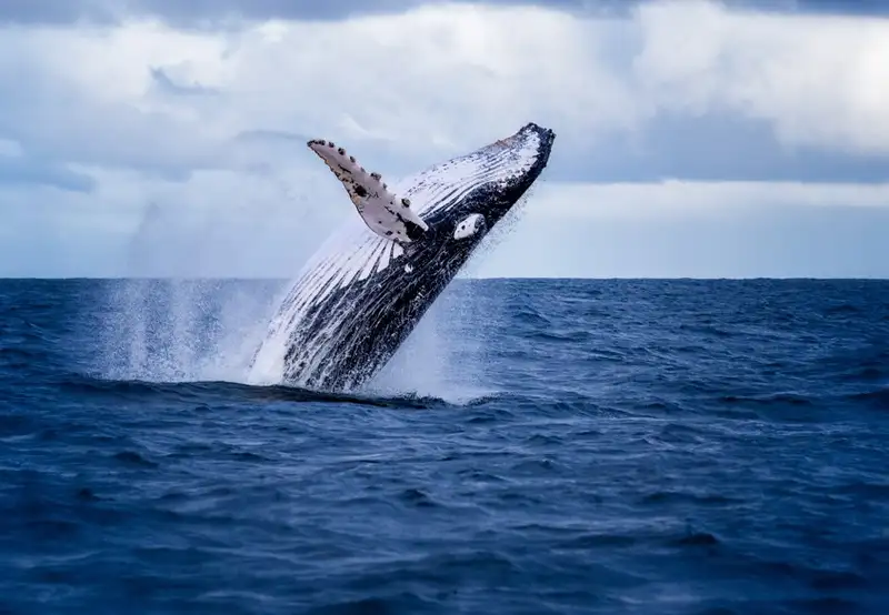 Humpback Whale