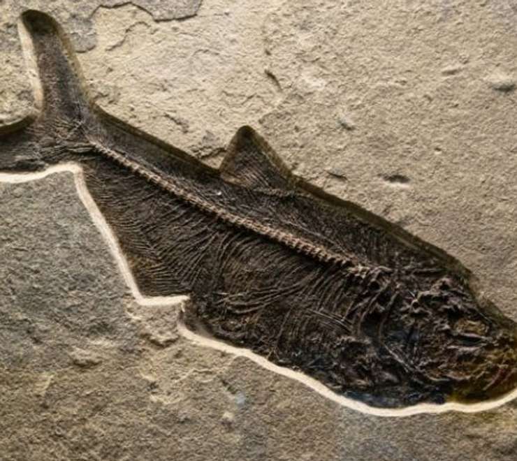 Terramar Museum