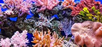 Coral Reefs