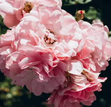 Botanical Garden