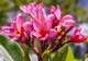 Botanic Gardens