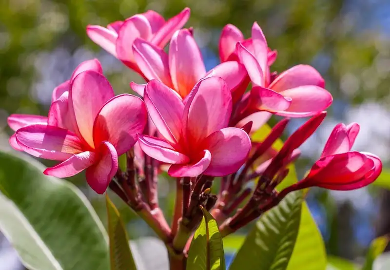 Botanic Gardens