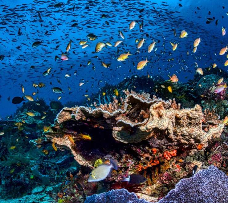 Snorkel the Protected Marine Sanctuary