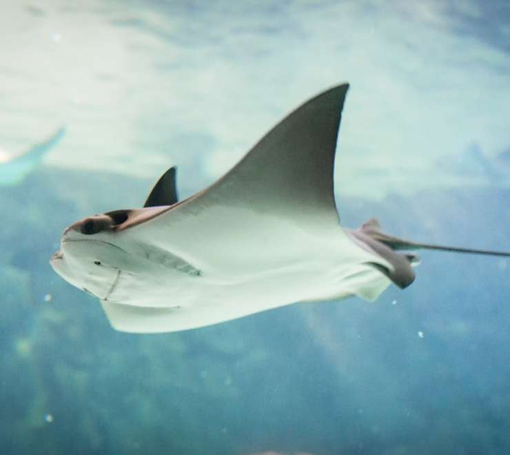 Swim with Stingrays