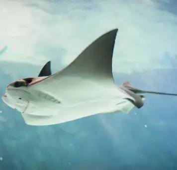 Swim with Stingrays