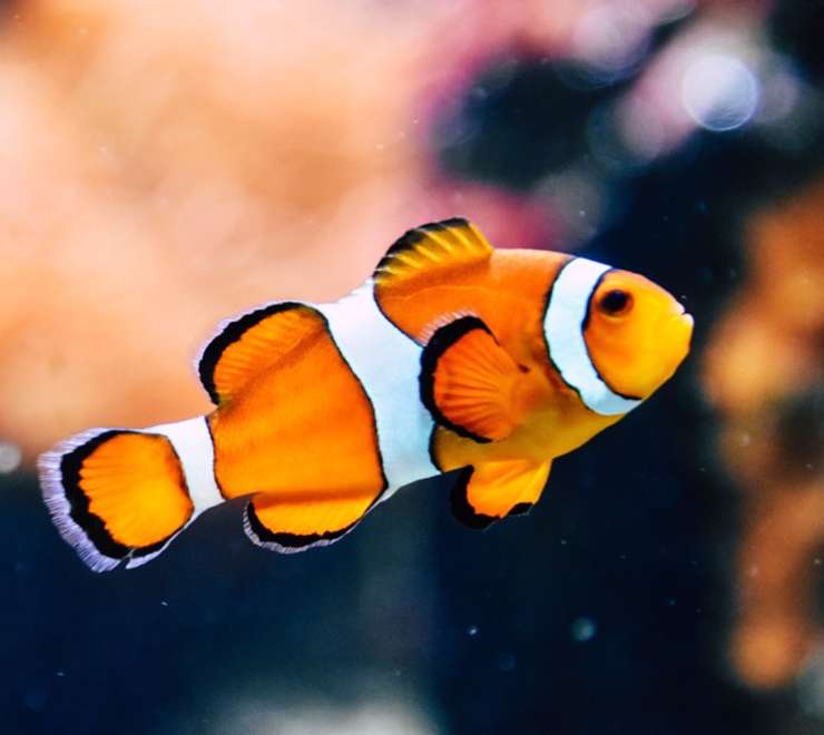 Argentario Aquarium