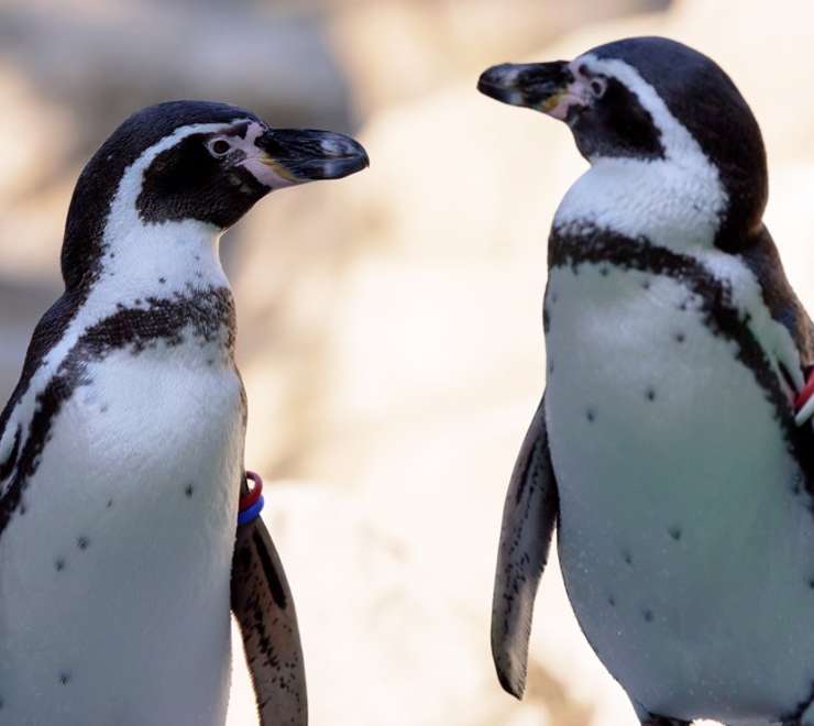 Nagasaki Penguin Aquarium