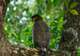 Crested Serpent Eagle