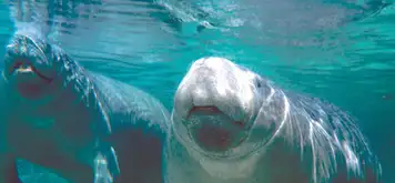 Manatee Sanctuary Park 