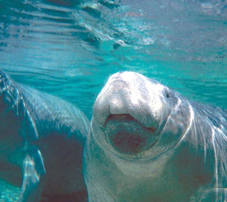 Manatee Sanctuary Park 