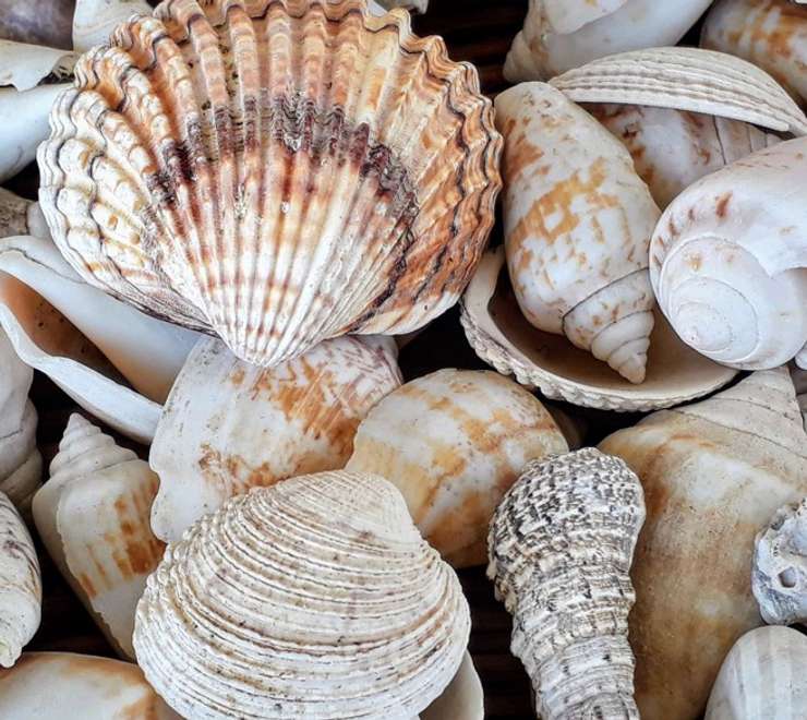 Shell Museum
