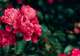 Botanic Gardens