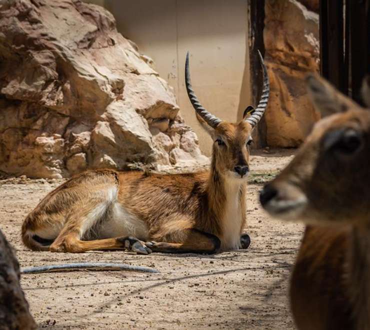 Limassol Zoo