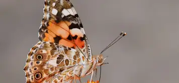 Butterfly Farm
