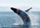 Whale Watching