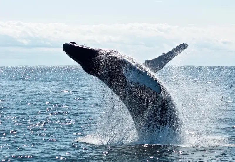 Whale Watching
