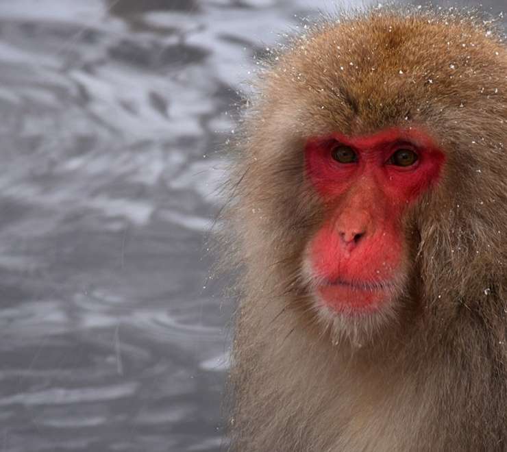 Japanese Macaques