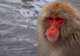 Japanese Macaques