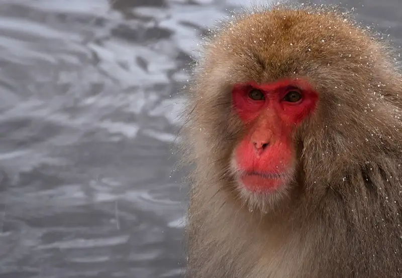 Japanese Macaques