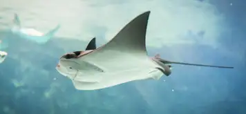 Stingray Adventure