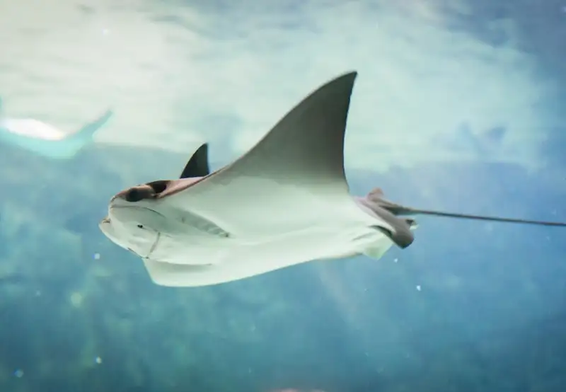Stingray Adventure