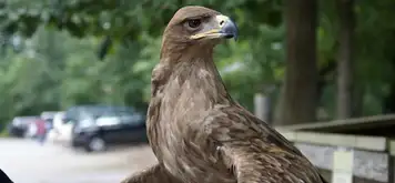 Bubali Bird Sanctuary