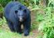 Alaska Rainforest Sanctuary
