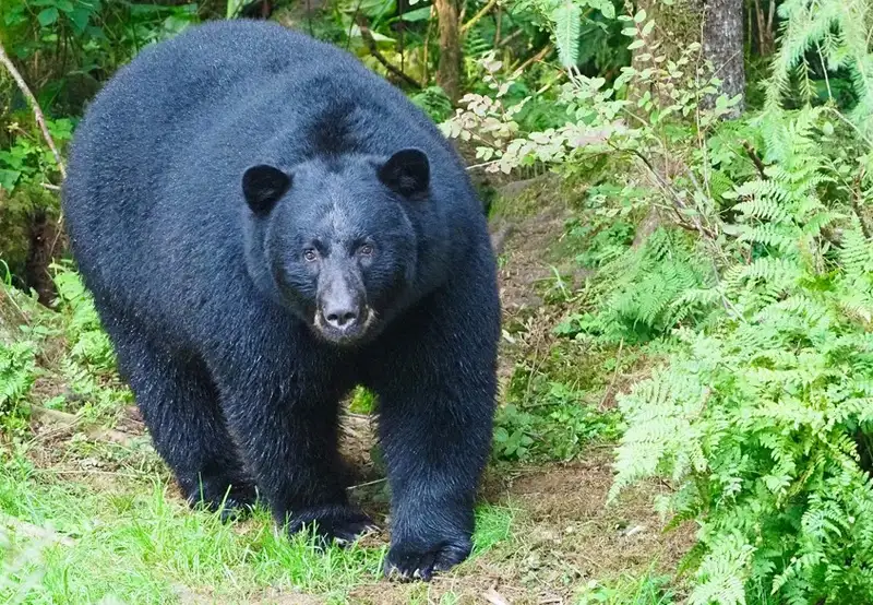 Alaska Rainforest Sanctuary