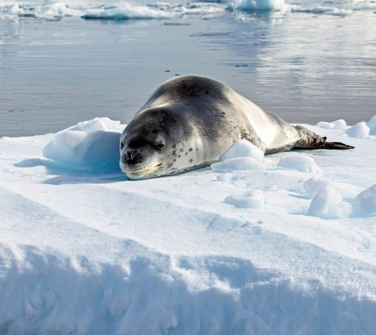 Seals