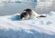 Seals