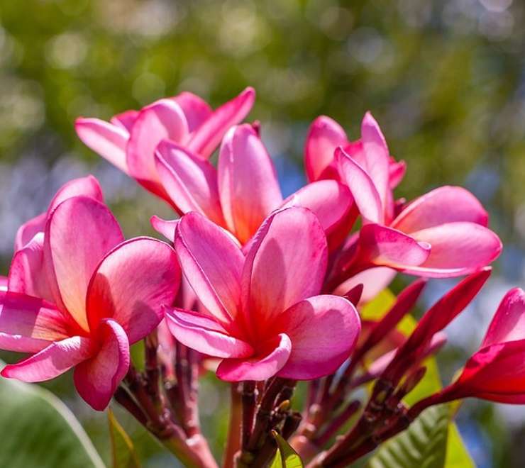 Botanic Gardens