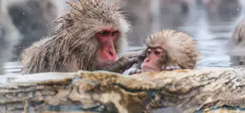 Yudanaka - Snow Monkey Park