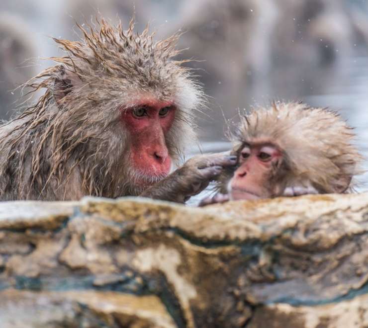 Yudanaka - Snow Monkey Park