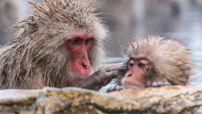 Yudanaka - Snow Monkey Park