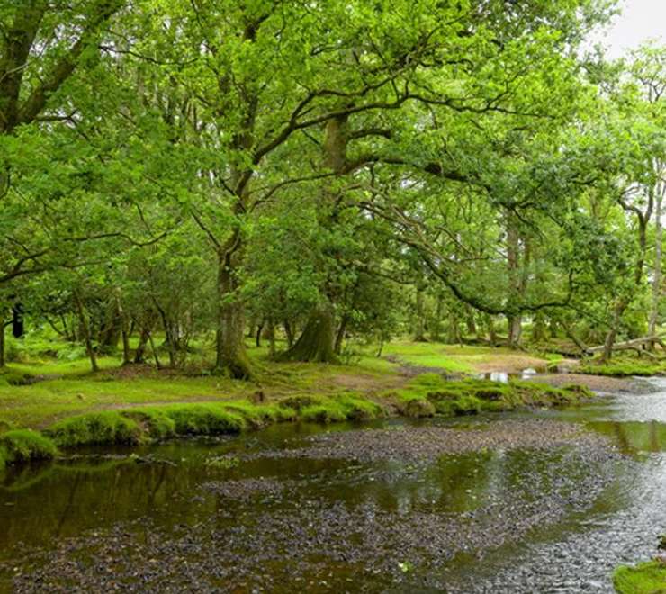 The New Forest