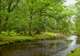 The New Forest