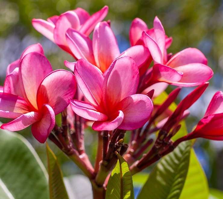 Botanical Garden