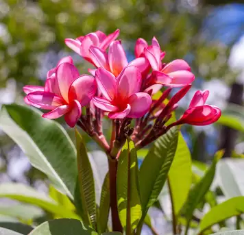 Botanical Garden