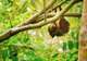 Sloth Sanctuary 
