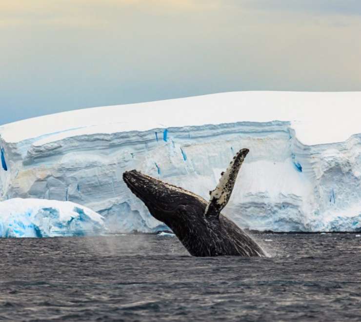 Whales