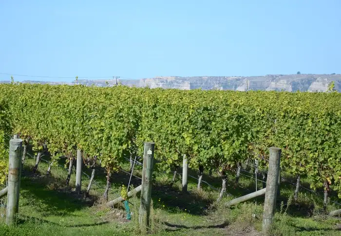 Photo of Day 20: Napier
