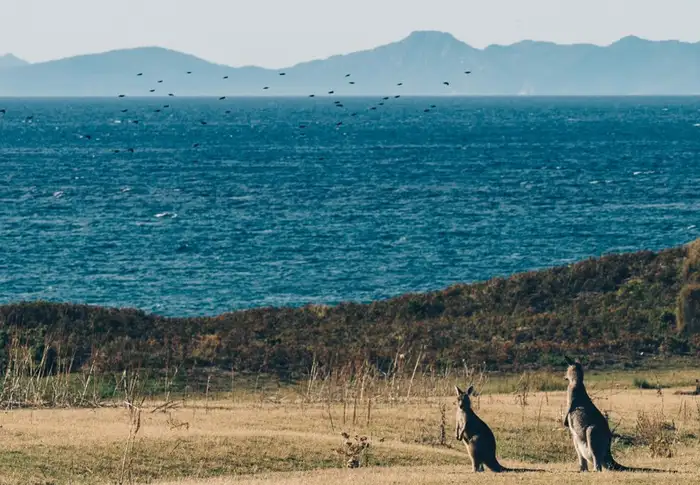 Photo of Day 12: Kangaroo Island