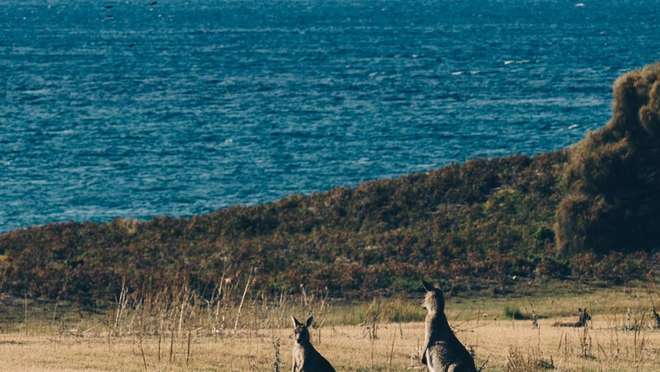 Kangaroo Island