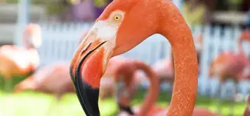 Ardastra Gardens, Zoo and Conservation Centre 